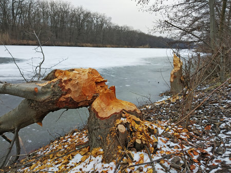 Tree stump bitten by a beaver by the river. Horizontal.