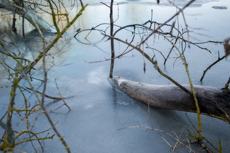 Trees branches on ice surface, beautiful backgroundの写真素材