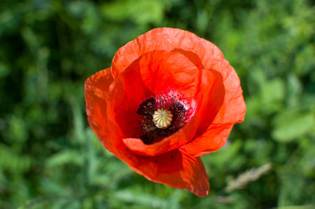 Red poppy flower, top down view, pistil and stamens.の写真素材