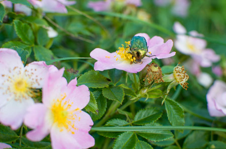 May beetle pollinates wild rose flowerの写真素材