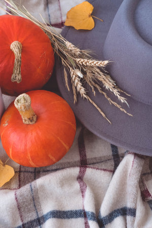 Autumn still life with pumpkins, hat and wheat ears.の写真素材