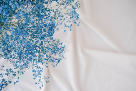 Beautiful blue gypsophila flowers on white fabric background.の写真素材
