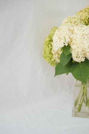 Bouquet of white hydrangea in vase on white backgroundの写真素材