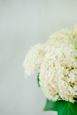 Hydrangea macrophylla. White Hydrangea macrophylla on white backgroundの写真素材