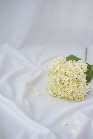 Hydrangea macrophylla. White Hydrangea macrophylla on white backgroundの写真素材