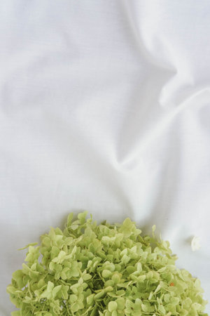 Green hydrangea flower on white fabric background, top view