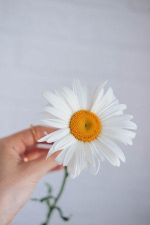 White chamomile flower in female hand on white background.の写真素材