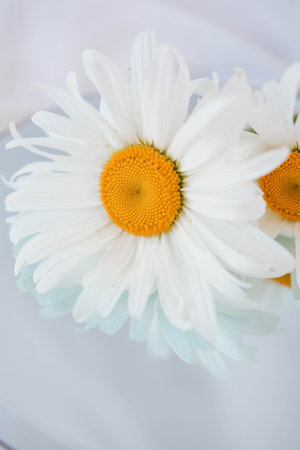 White daisies on a white background.Beautiful daisy flowerの写真素材