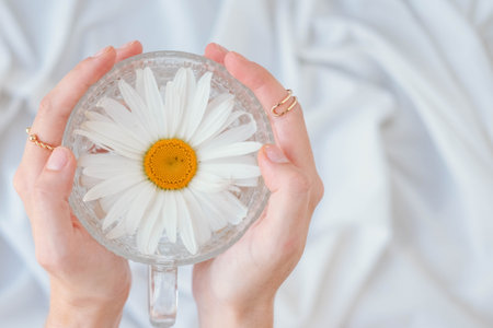 White chamomile flower in a glass vase in the hands of a girl on a white backgroundの写真素材