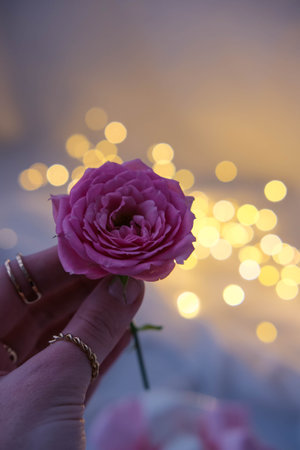 Beautiful pink rose in hand on the background of bokehの写真素材