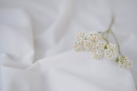 White flowers on a white fabric background, soft focus, copy spaceの写真素材