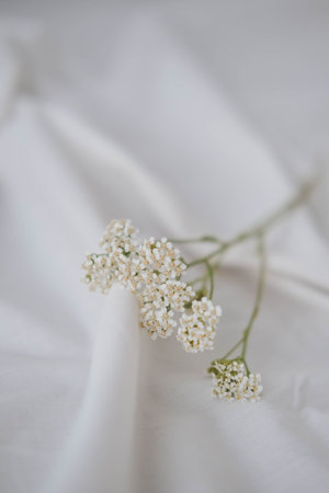 white gypsophila flowers on white satin cloth, soft focusの写真素材