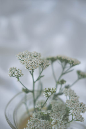 White yarrow flowers in glass vase on white fabric background.の写真素材