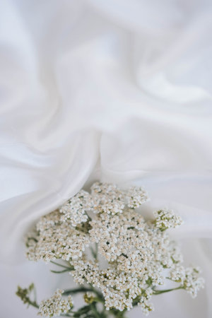 white yarrow flowers on white silk background, shallow dof.の写真素材
