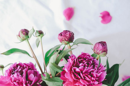 Bouquet of pink peonies in a vase on a white backgroundの写真素材