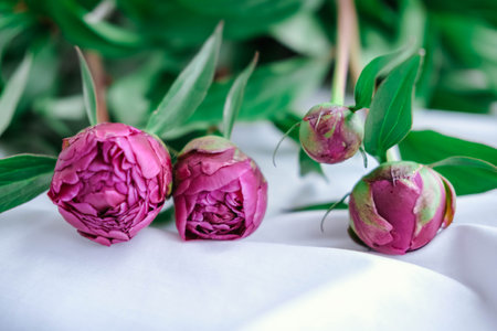 Purple peony flowers on white background. selective focus.の写真素材