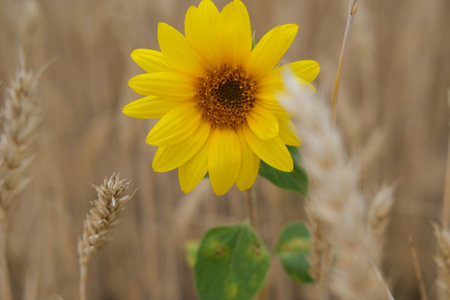 Sunflower on a wheat field with ears of wheat in the backgroundの写真素材