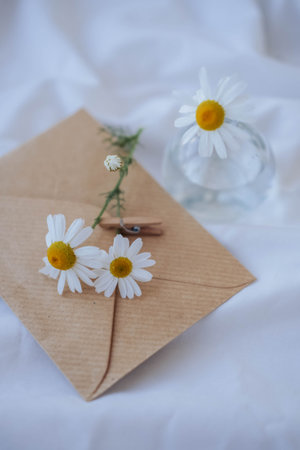 Chamomile flowers in an envelope on a white sheet.の写真素材