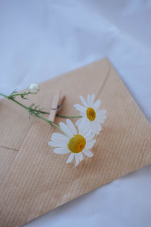 White chamomile flowers in a brown envelope on a white backgroundの写真素材