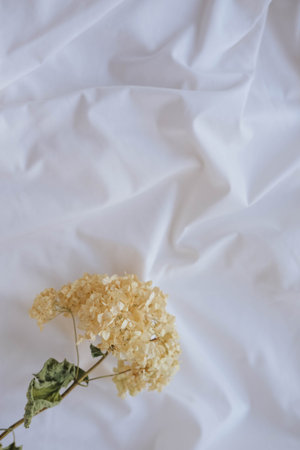 White fabric background with hydrangea flowers. Flat lay, top view.