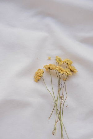 Dry yellow flower on white fabric.の写真素材