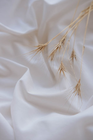Spikelets of wheat on a white satin fabric background.の写真素材