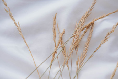 Ears of wheat on a white satin fabric background, top viewの写真素材