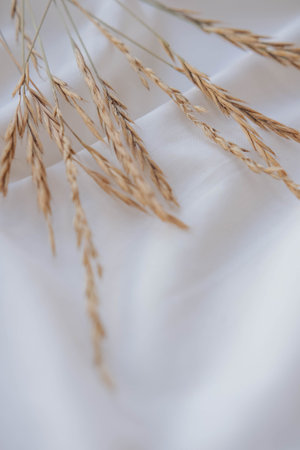 Spikelets of grass on a white satin fabric background.の写真素材
