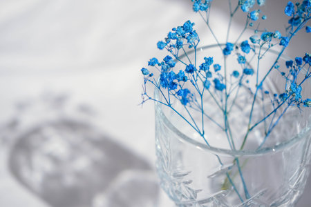 Blue gypsophila flowers in a glass vase on a white backgroundの写真素材