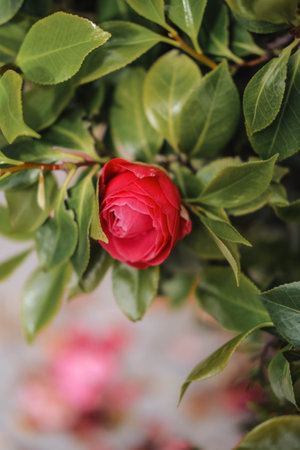 Beautiful red camellia flower with green leaves in the gardenの写真素材