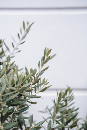 Olive tree with green leaves on white wooden background,