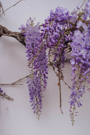 Purple wisteria flowers on a white wall in a gardenの写真素材