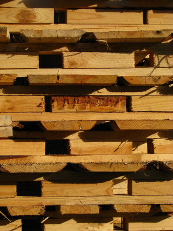 small birch on background of the new boards