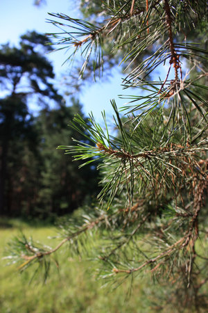 Summer coniferous forest in the sunlight.