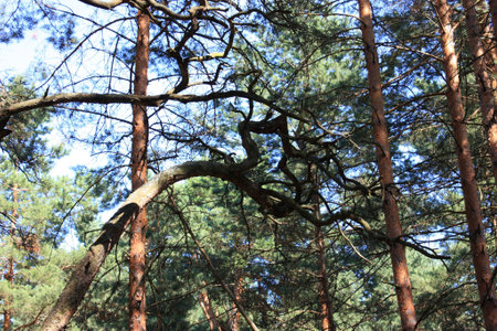Summer coniferous forest in the sunlight.の写真素材