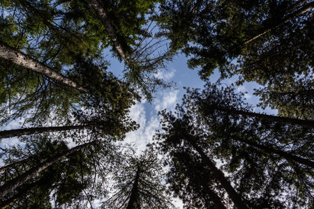 Trees of a forest seen from below
