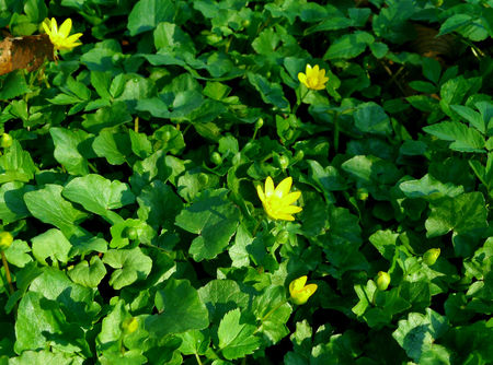 A close-up of yellow spring flowersの写真素材