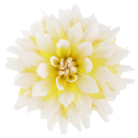 A white and yellow bi-color dahlia flower bloom isolated on whiteの写真素材