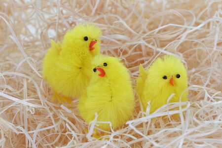 Three Easter chicks in a straw bedの写真素材