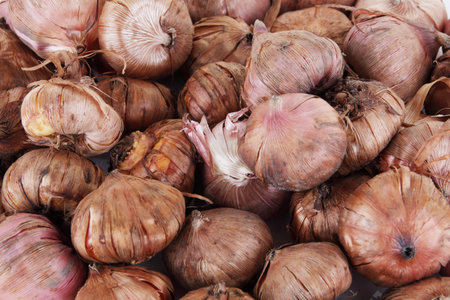 collection of Gladioli bulbs background image ready for planting