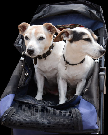 Two puppies-twins in a baby carriageの写真素材