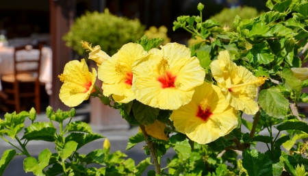 Yellow hibiscus flowersの写真素材