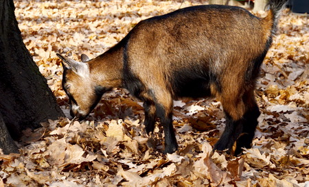 Young Goatの写真素材