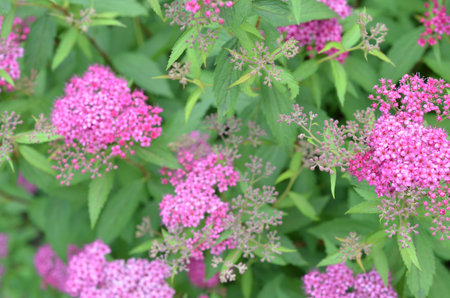 Flower background with pink summer flowers, closeup, blur
