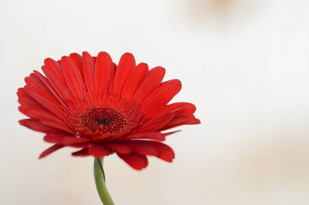 Red daisy gerbera on gray backgroundの写真素材