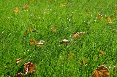 Green grass background closeup of fresh bright green grass on the lawn. Grass landscape with autumn treesの写真素材
