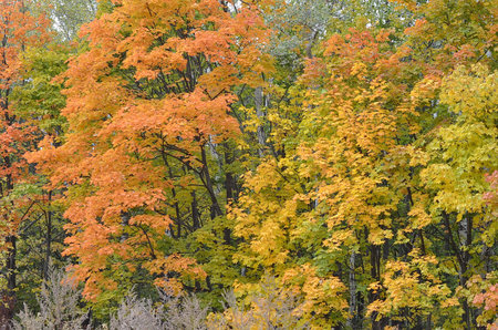 Colorful maple trees in a forest