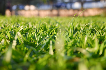 Nature blurred background, green grass in the morning sunlight.の写真素材