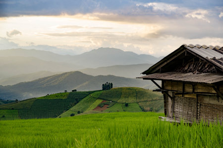 Rice field, Rural mountain view with beautiful landscape green grass and blue sky