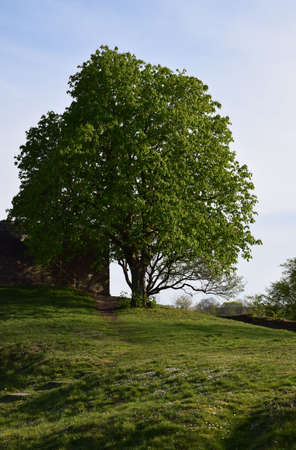 treeのeditorial素材